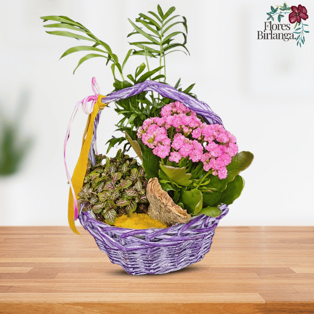 arreglo floral interior plantas decorativas en cesta regalo con plantas naturales Chamadorea Kalanchoe Fitonia cesta de mimbre con flores decoración con plantas vivas arreglo botánico artesanal