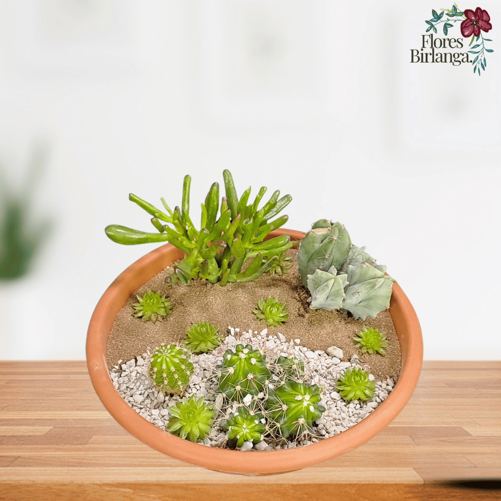 Maceta de terracota con suculentas y cactus sobre sustrato dividido en arena marrón y grava blanca, sobre mesa de madera.