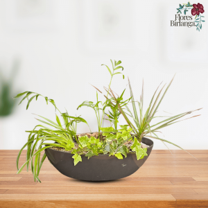 Centro de plantas naturales con cinta, hiedra, chamadorea y drácena en macetero ovalado negro sobre mesa de madera.