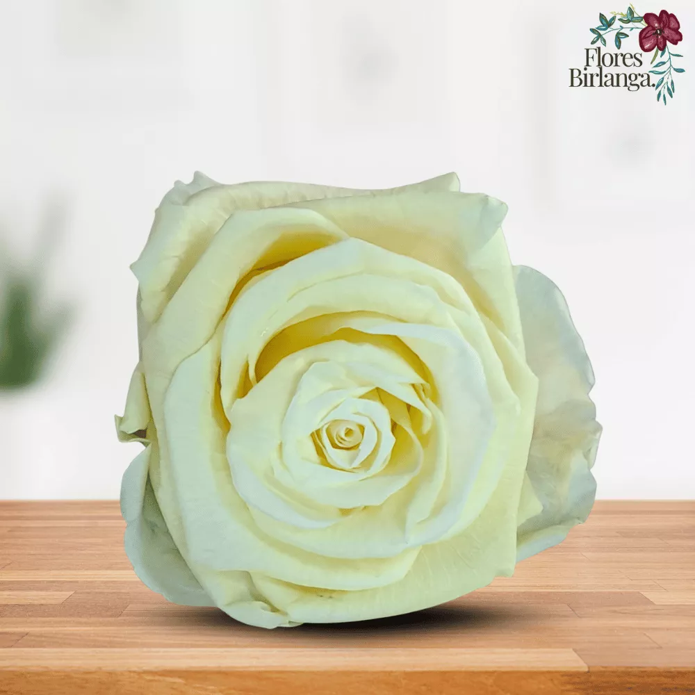 Rosa Eterna Blanca Preservada – Elegancia Flores Birlanga - Imagen 2