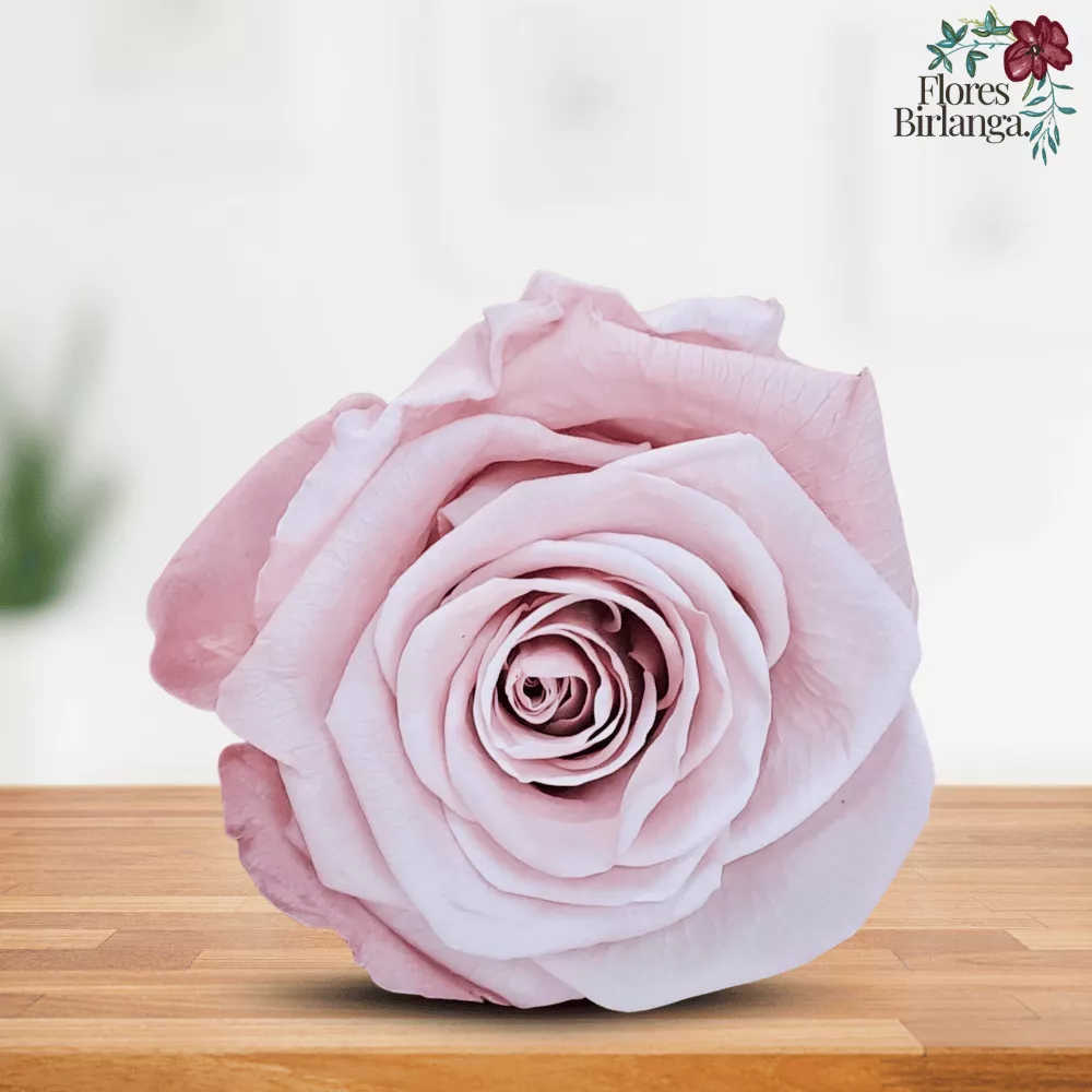Rosa Eterna Rosa Pálido Preservada - Regalo Flores Birlanga - Imagen 2