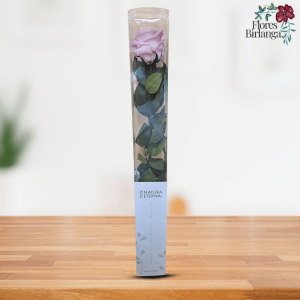 Rosa Eterna Rosa Pálido Preservada