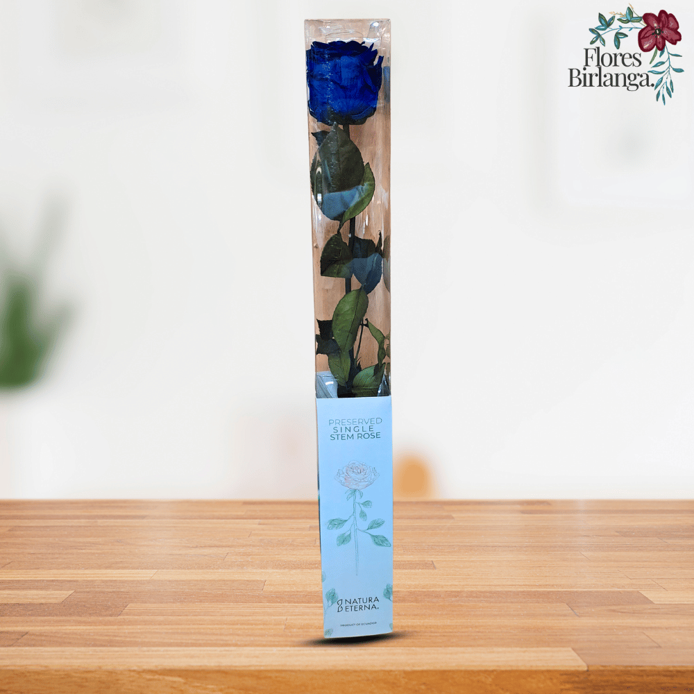 rosa preservada azul