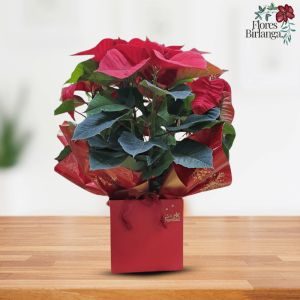 Flor de Pascua roja Poinsettia en bolsa de regalo para Navidad.