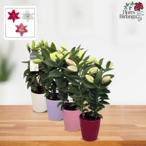 Planta Lilium en maceta roja sobre una consola de madera en un salón elegante con paredes azul marino.