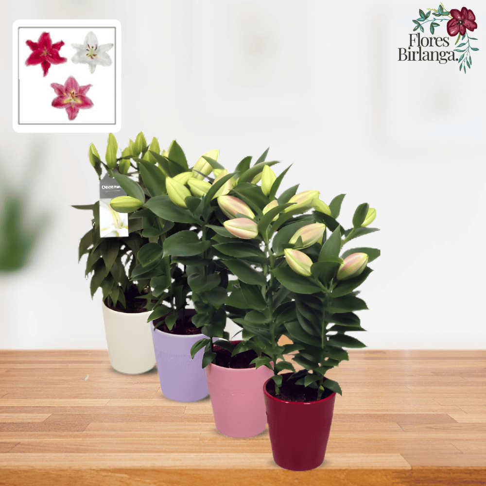 Planta Lilium en maceta roja sobre una consola de madera en un salón elegante con paredes azul marino.